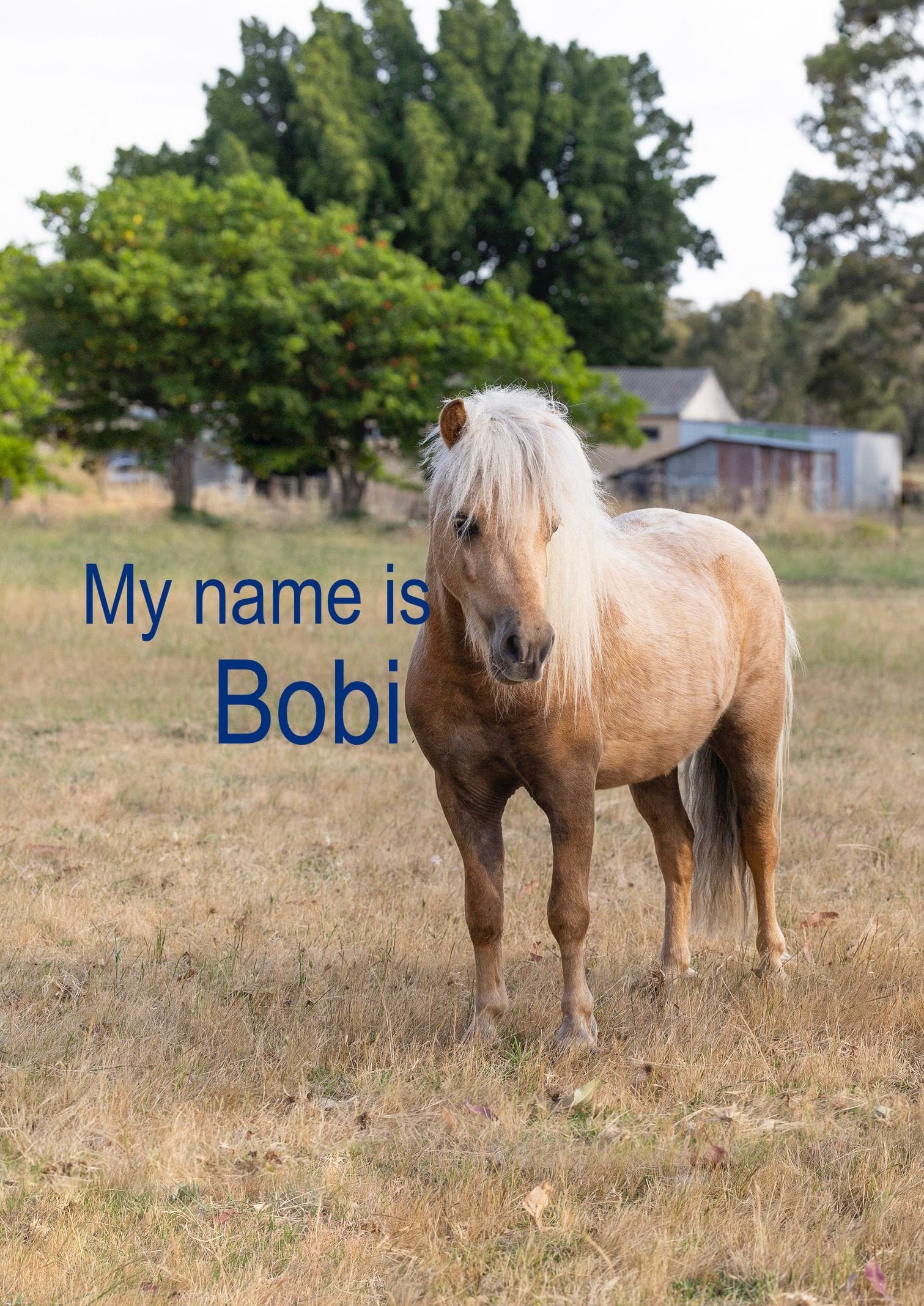 Bobi Pony