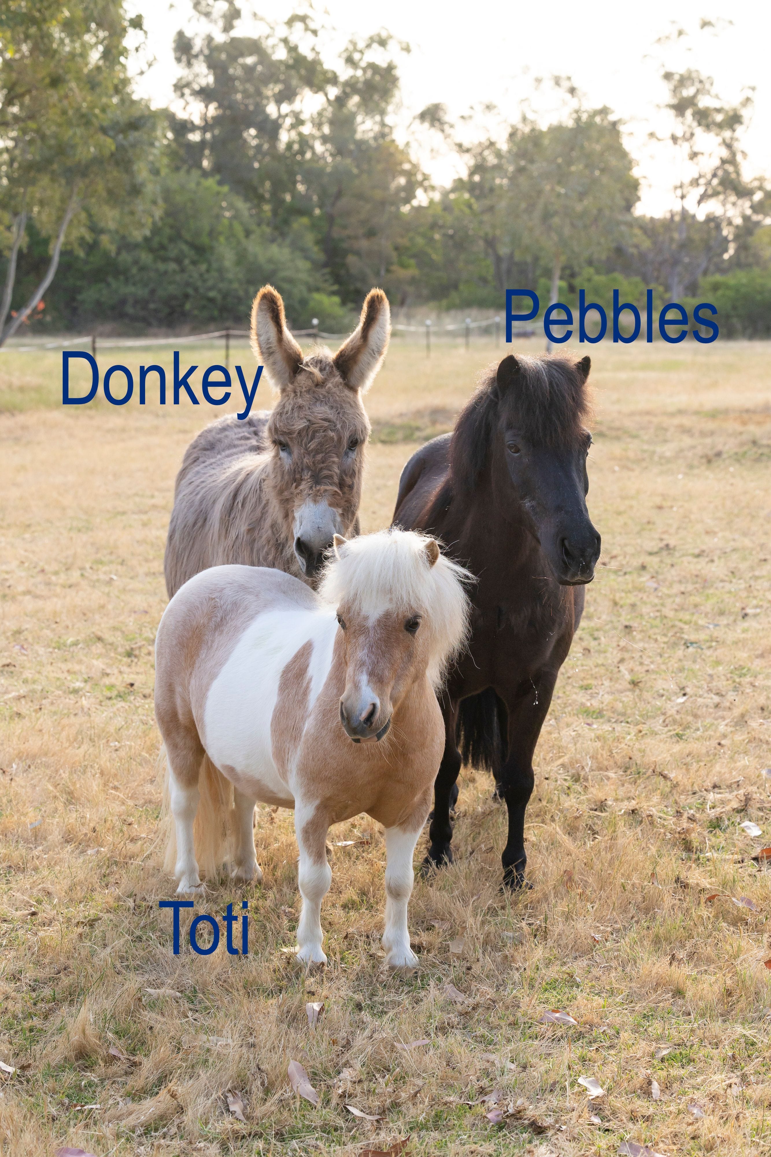 Donkey, Pebbles, Toti