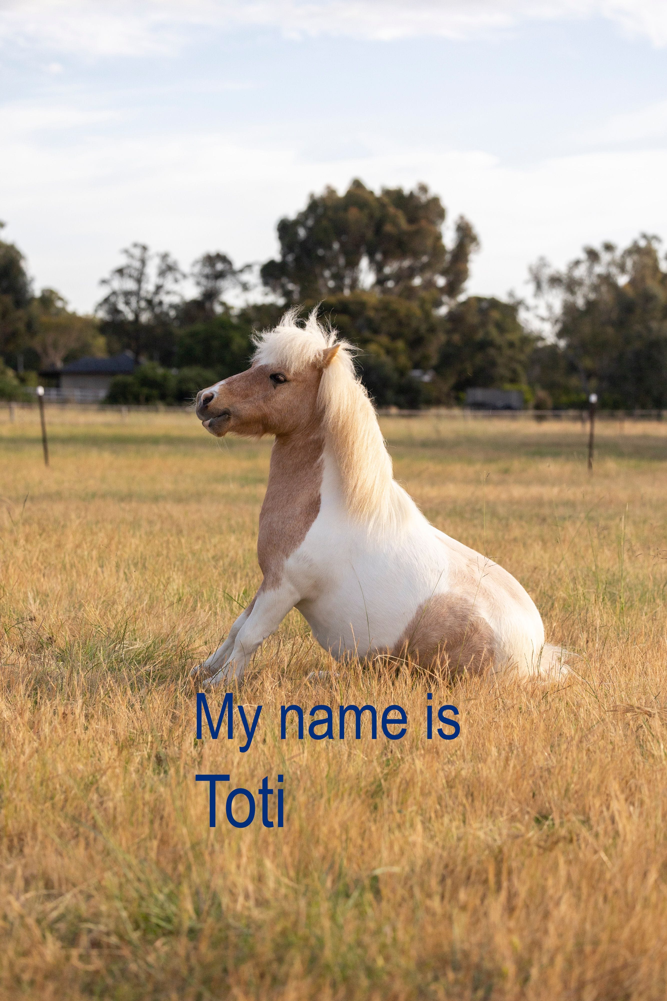 Toti pony