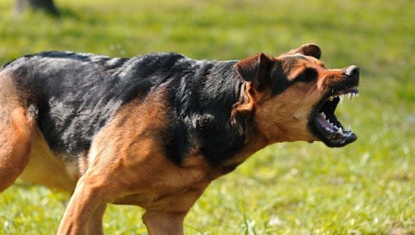Dog Bite Injury Lawyers in Sarnia, Ontario Dog Bite Injury Lawyers in Sarnia, Ontario