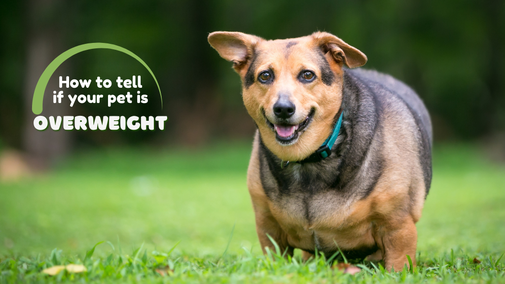 How to tell if your pet is overweight