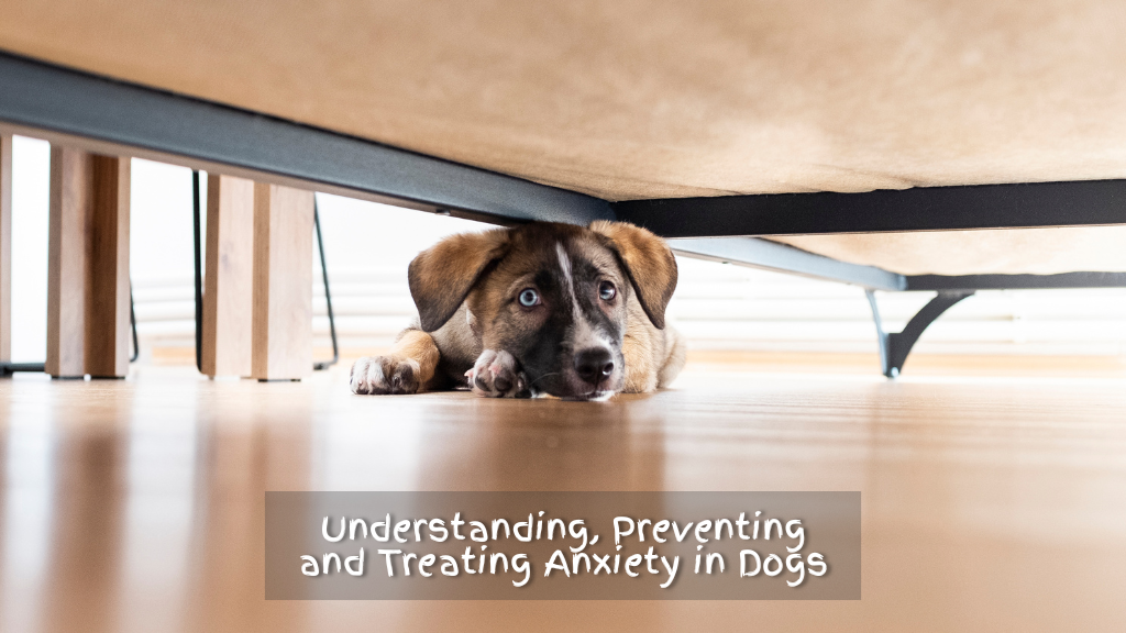 Recognising, Preventing, and Treating Anxiety in Dogs