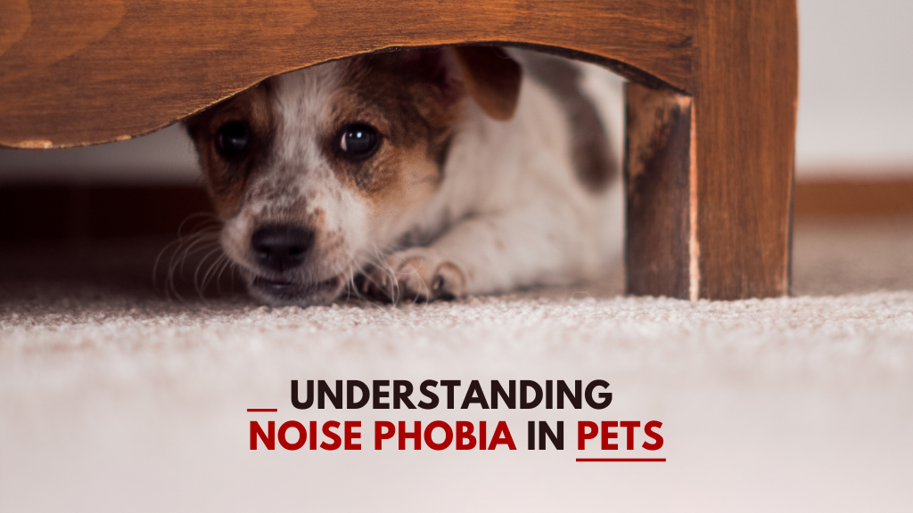 Understanding Noise Phobia in Pets: Helping Your Furry Friend Through the Storm