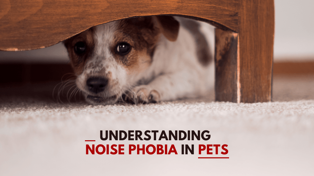 Helping Pets Overcome Noise Phobia Helping Pets Overcome Noise Phobia