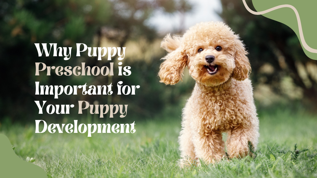 Why Puppy Preschool is Important for Your Puppy Development