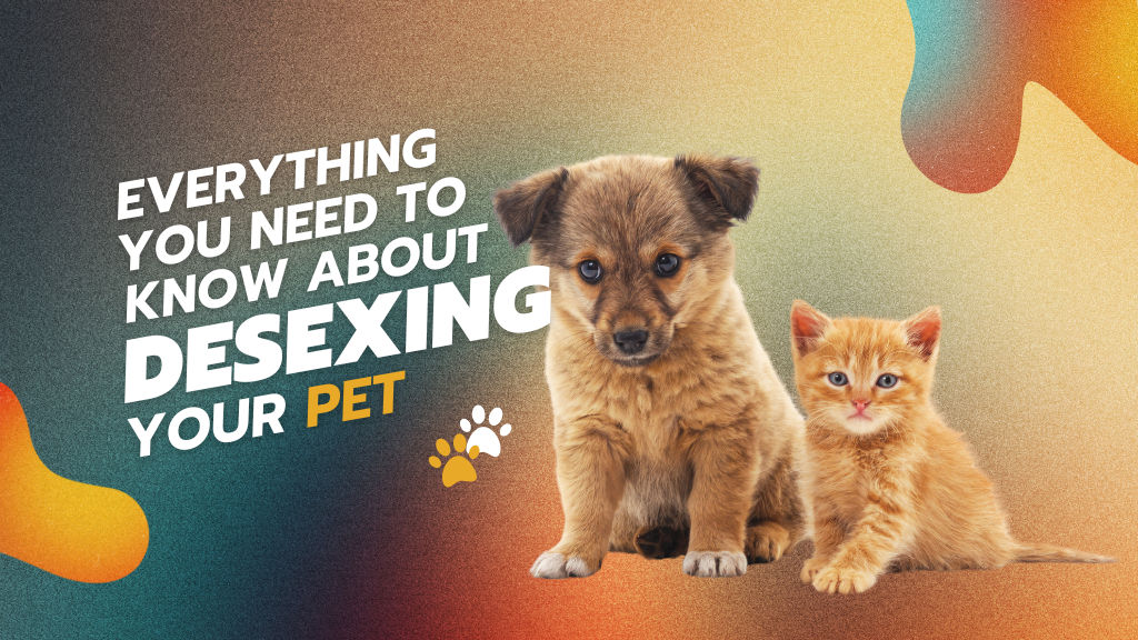 Everything You Need to Know About Desexing Your Pet