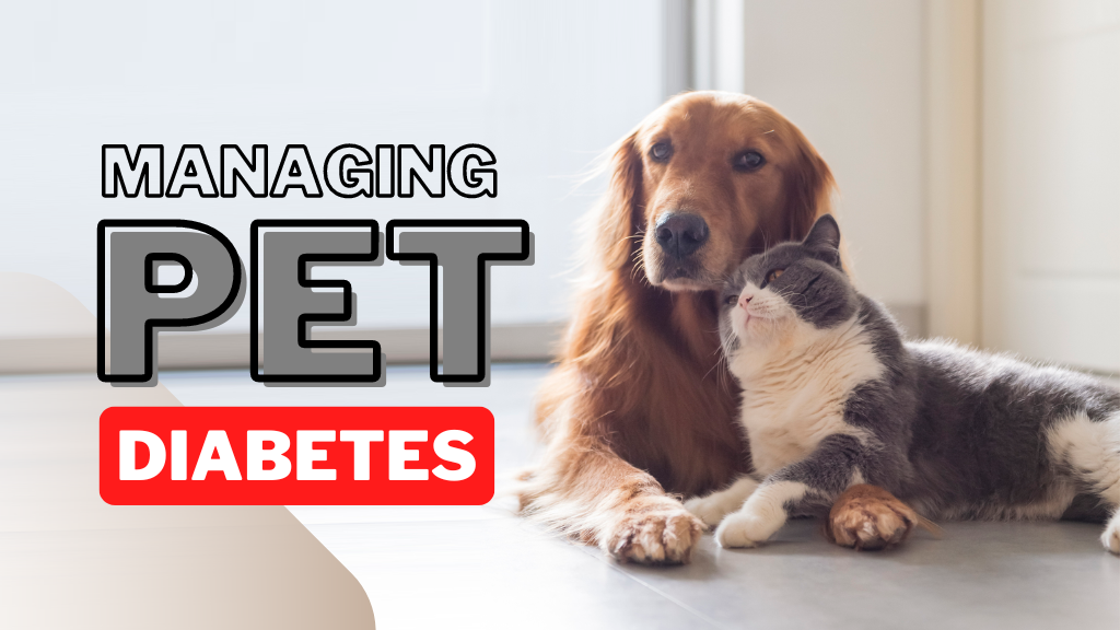 Recognising and Managing Pet Diabetes