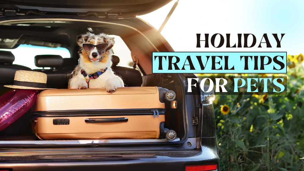 Road Trips & Relaxed Pets: Your Guide to Holiday Travel Safety