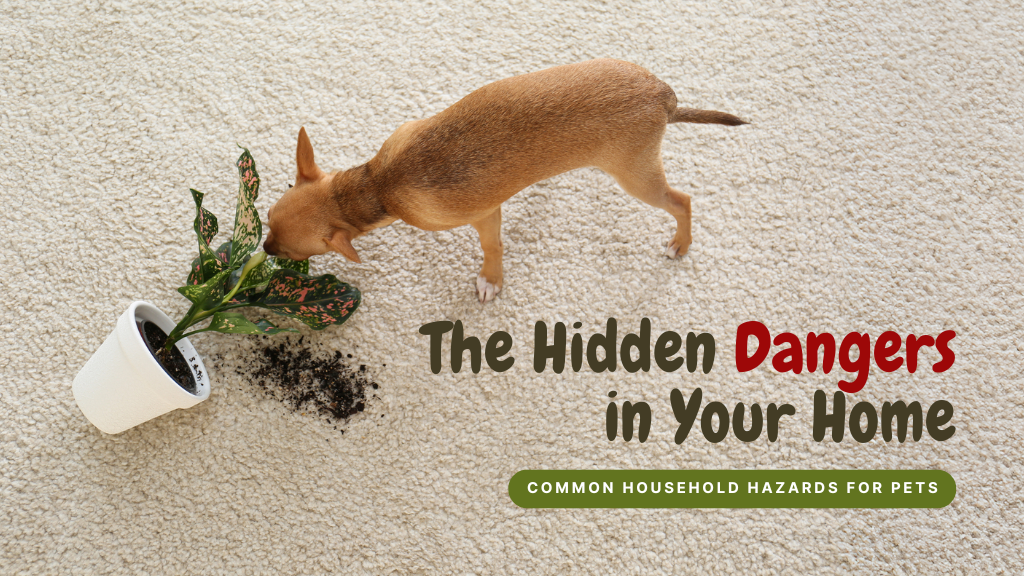 The Hidden Dangers in Your Home: Common Household Hazards for Pets