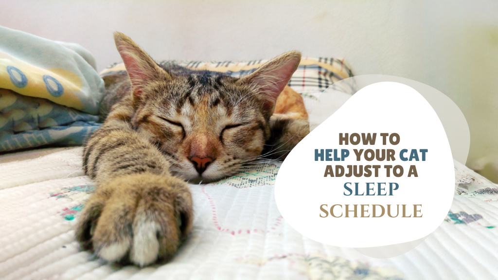 How to Help Your Cat Adjust to a Sleep Schedule