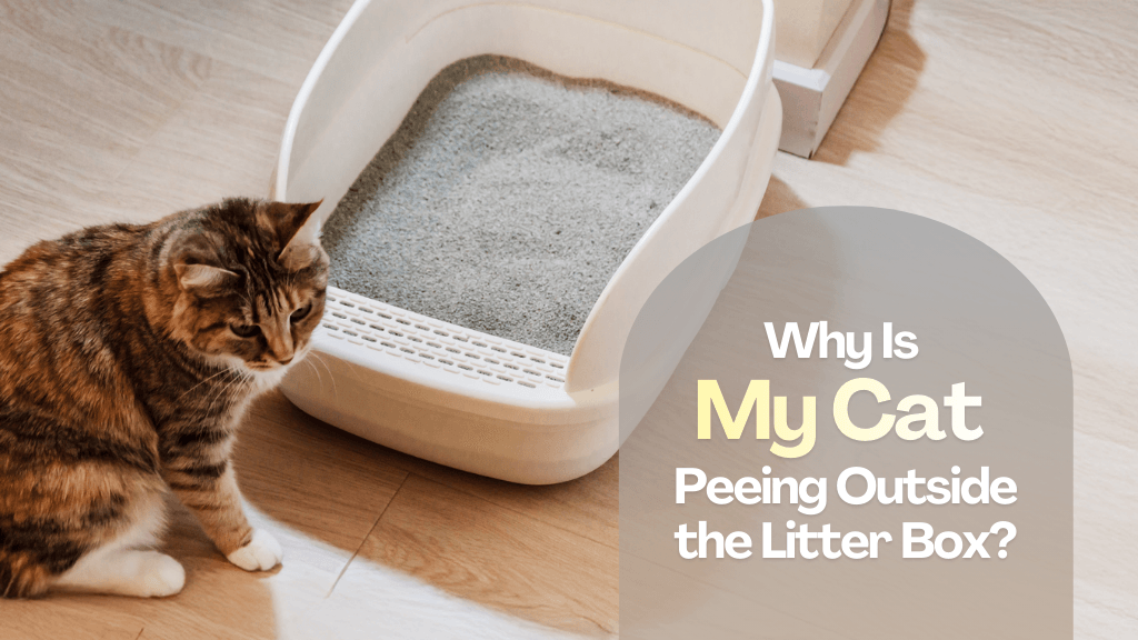 Why Is My Cat Peeing Outside the Litter Box? Why Is My Cat Peeing Outside the Litter Box?