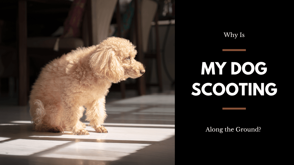 Why Is My Dog Scooting on the Ground? Why Is My Dog Scooting on the Ground?