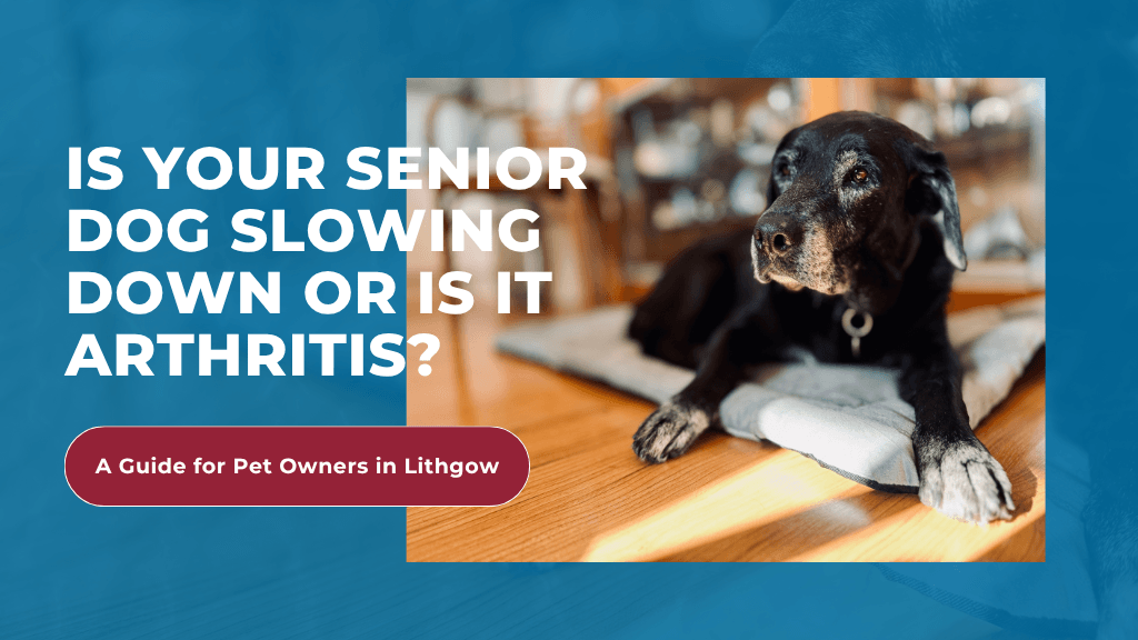 Is Your Senior Dog Slowing Down or Is It Arthritis? A Guide for Pet Owners in Lithgow