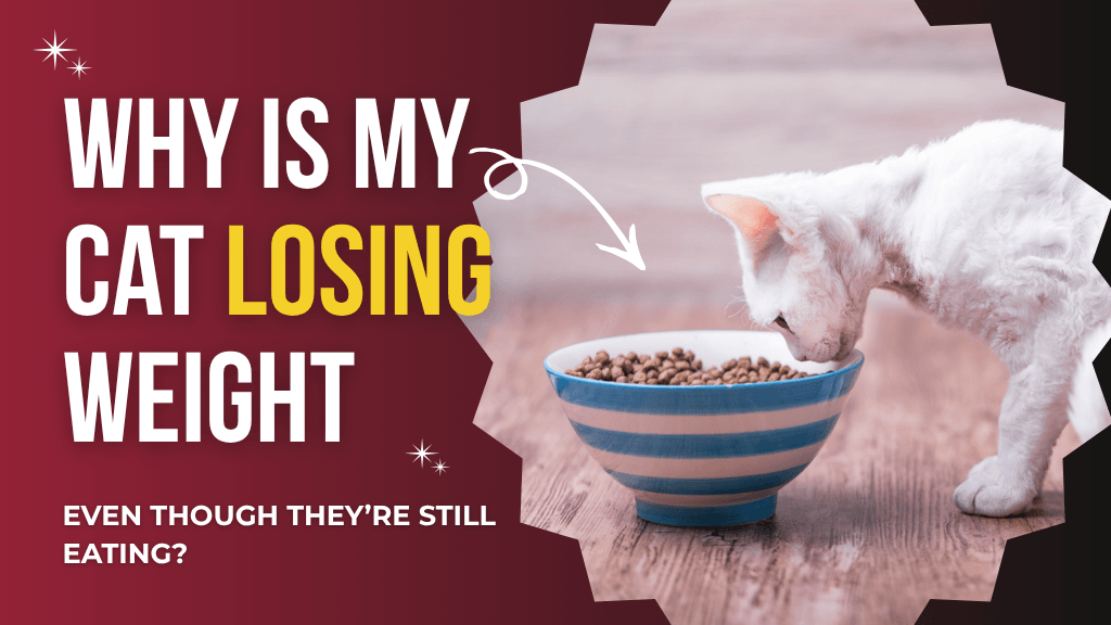 Why Is My Cat Losing Weight Even Though They&rsquo;re Still Eating?