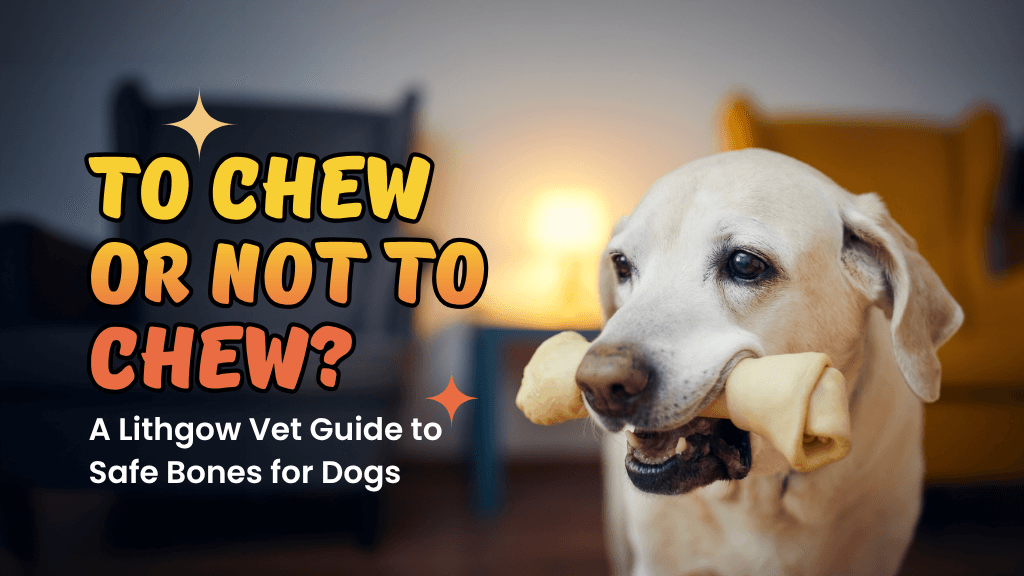 To Chew or Not to Chew? A Lithgow Vet Guide to Safe Bones for Dogs