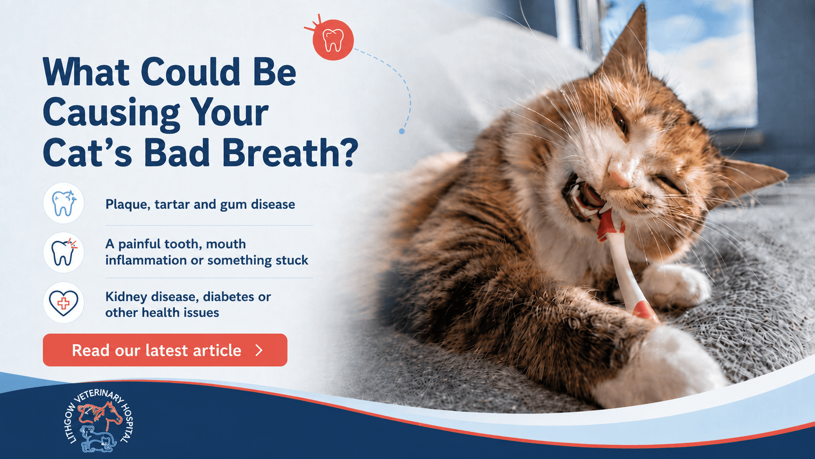 What Could Be Causing Your Cat’s Bad Breath? What Could Be Causing Your Cat’s Bad Breath?