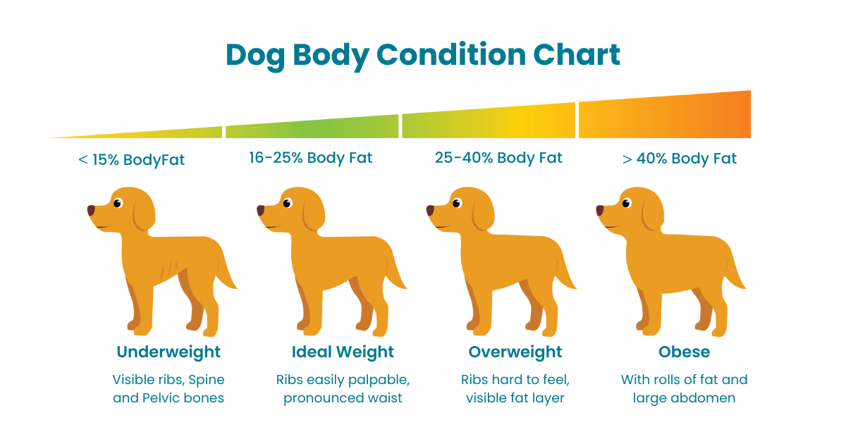 https://assets.cdn.thewebconsole.com/S3WEB10238/images/Cat---Do-Body-Condition-Chart-115d21.png?m=1d5833bfb43c8d511fcdd651d1855f50