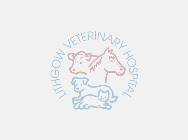 HEARTWORM – IS YOUR PET PROTECTED?