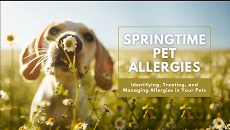 Springtime Pet Allergies: A Guide to Identifying, Treating and Managing Allergies in Your Pets
