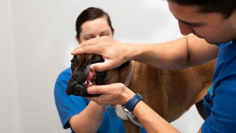 Dental Disease in Dogs and Cats
