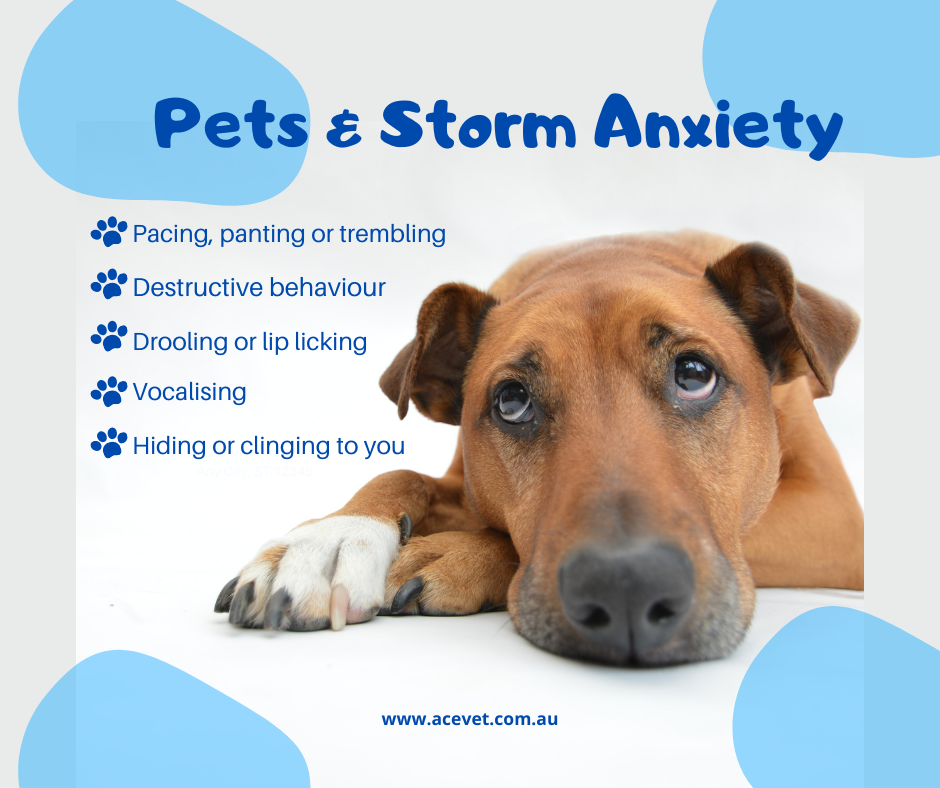 Managing Storm Anxiety in Dogs: How Your Veterinarian Can Help