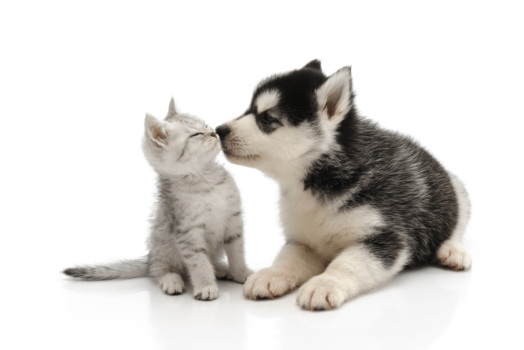Puppy and Kitten Wellness