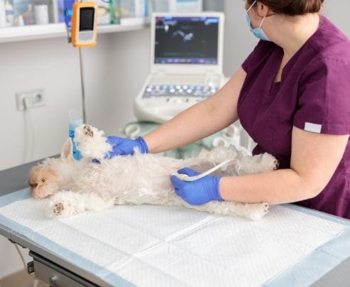 Endoscopy, Ultrasound and Fluroscopy