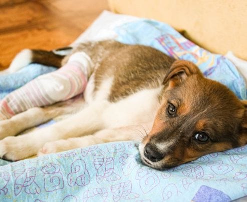 Orthopaedic Surgery