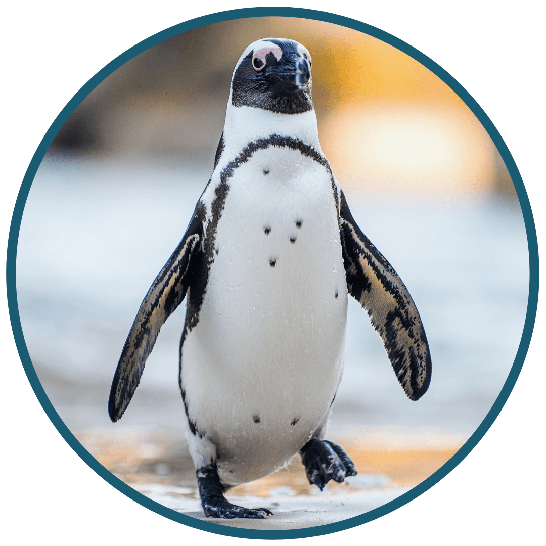 Penguin Facts Penguin Facts