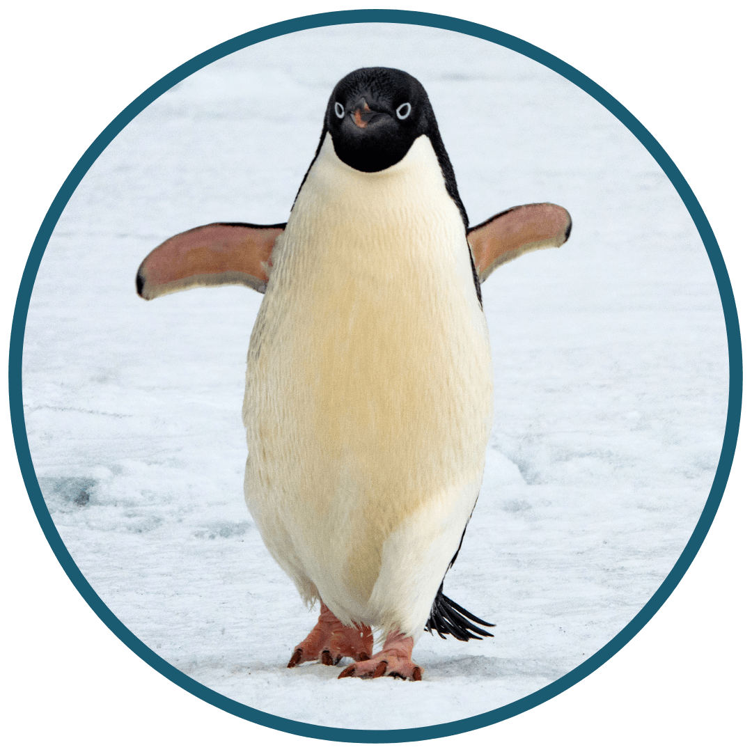 Penguin Facts Penguin Facts