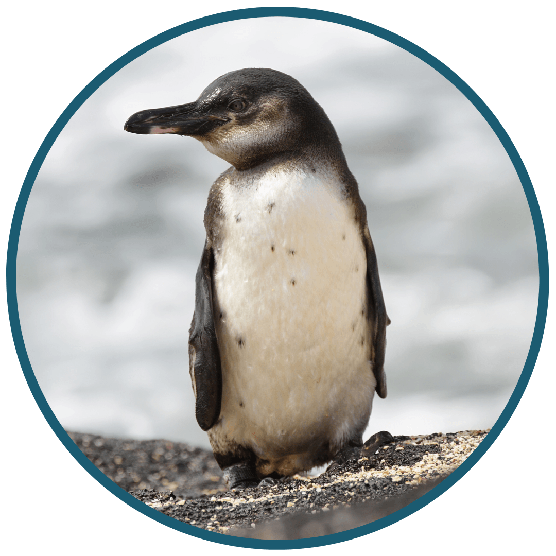 Penguin Facts Penguin Facts