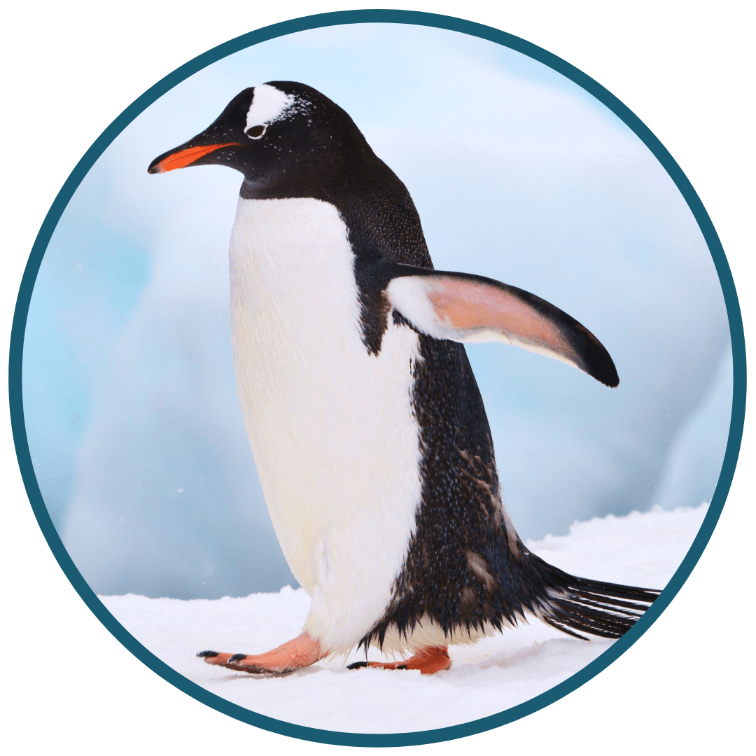 Penguin Facts Penguin Facts