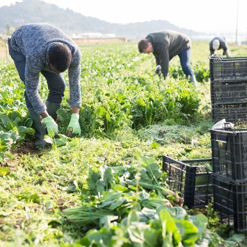 From The Paddock To Your Plate: Why Local Means More Nutritious