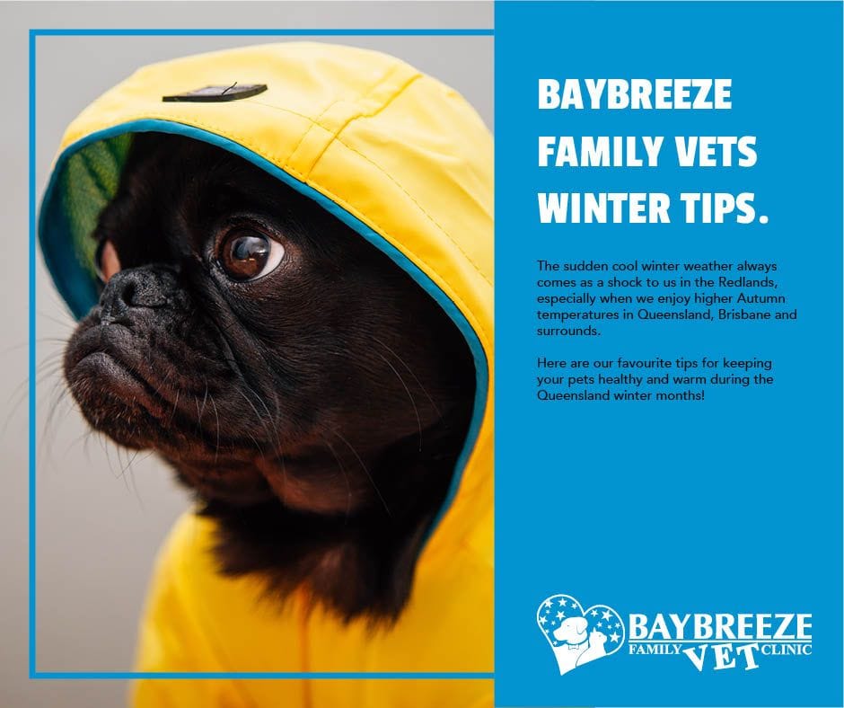 Baybreeze Family Vet Clinics Winter Tips!