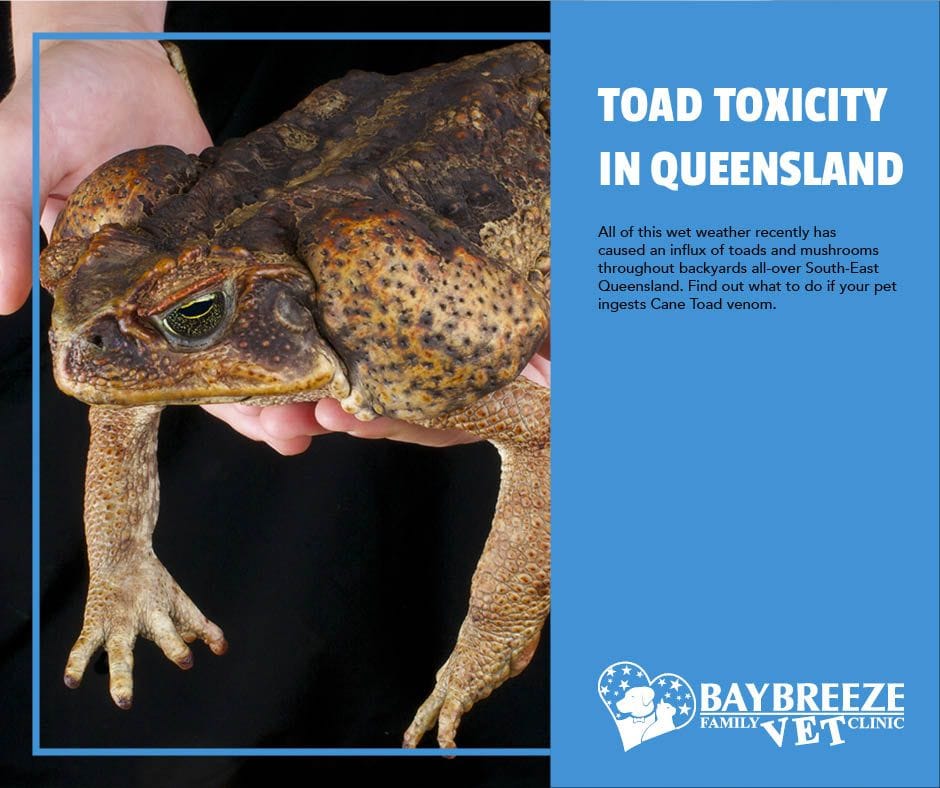 Toad Toxicity.