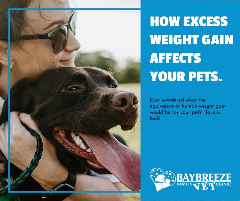 How Excess Weight Gain Affects Your Pets.