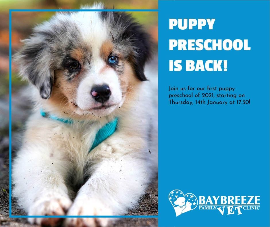 Puppy Preschool is back for 2021!