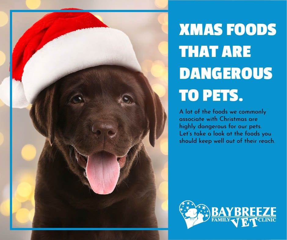 Christmas foods that are dangerous to pets.