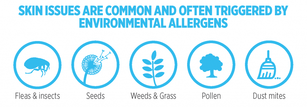 Skin Issues Are Common And Often Triggered By Environmental Allergens