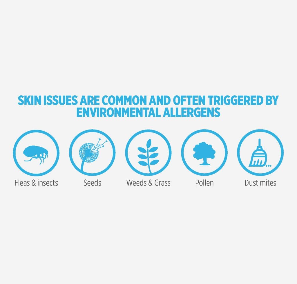 Skin Issues Are Common And Often Triggered By Environmental Allergens