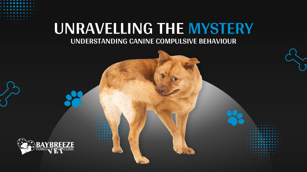 Canine Compulsive Disorder: Recognising and Managing Repetitive Behaviours in Dogs