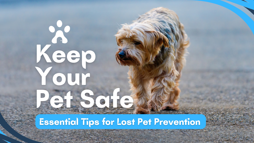 Ensure Your Pet Safety : Essential Tips To Prevent Them from Getting Lost