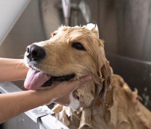 Baybreeze Vet Hydrobath Baybreeze Vet Hydrobath Capalaba