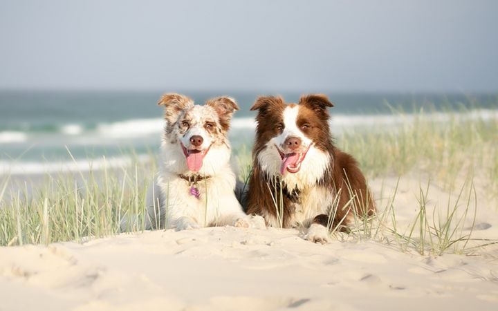 Baybreeze Adult Plan Baybreeze Adult Plan