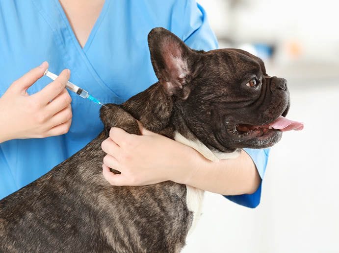 Baybreeze Pet Vaccinations