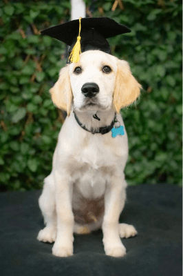 Baybreeze Puppy Preschool