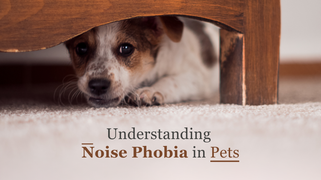 Managing Noise Anxiety in Pets: Helping Your Pet Feel Safe During Loud Events