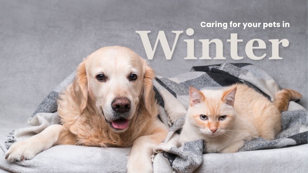 Caring For Your Pets During Winter