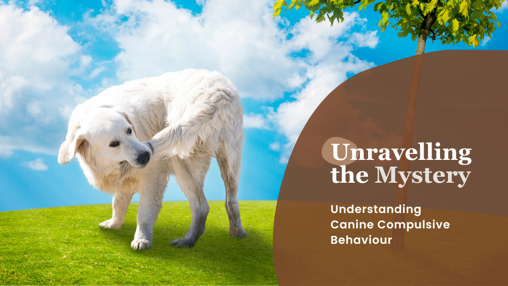 Unravelling the Mystery: Understanding Canine Compulsive Disorder