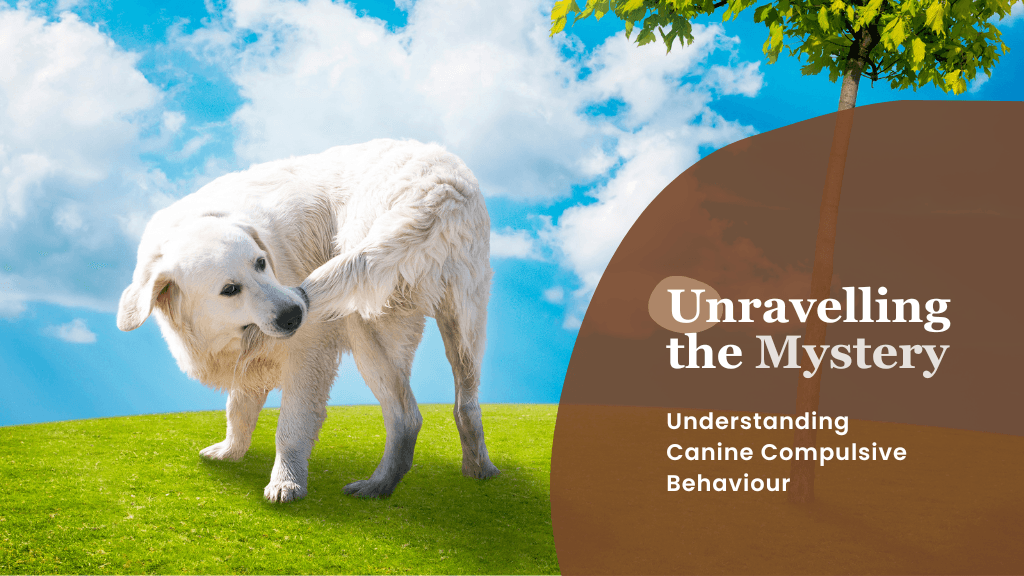 Canine Compulsive Disorder: Understanding CCD in Dogs and How to Manage It Canine Compulsive Disorder: Understanding CCD in Dogs and How to Manage It